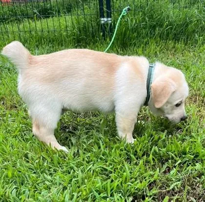 A baby medium-sized male Hound dog named Grizzy for adoption in Malvern, PA
