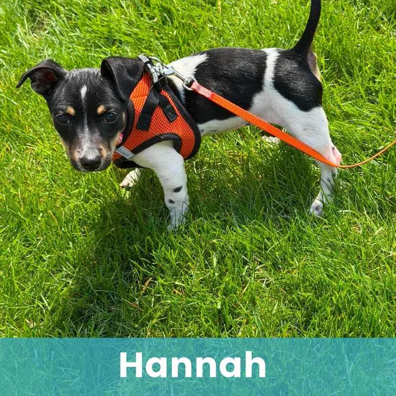 Hannah thumbnail 4