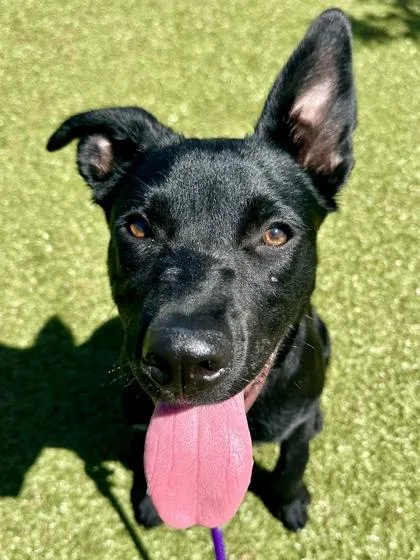 A young large-sized male Black Mixed Breed dog named King for adoption in Wichita, KS