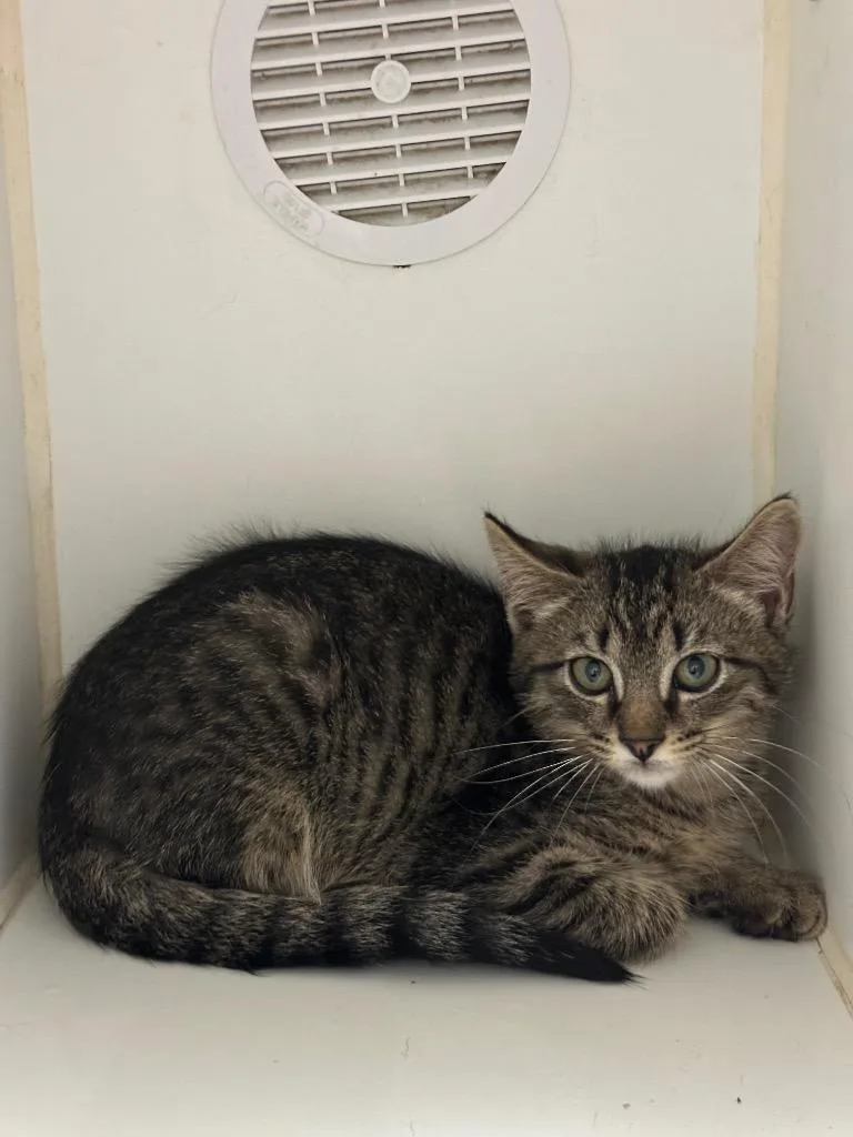 A baby small-sized male Domestic Short Hair cat named Avery for adoption in Johnson City, TN