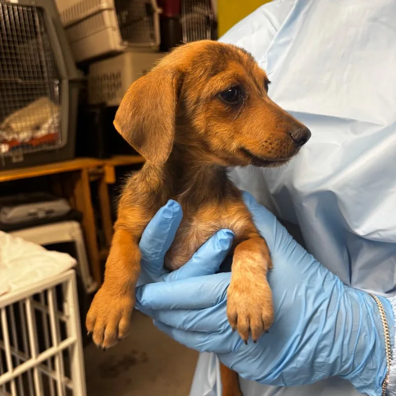 A baby medium-sized female Yellow / Tan / Blond / Fawn Mixed Breed dog named Flying Mohawk for adoption in Moab, UT