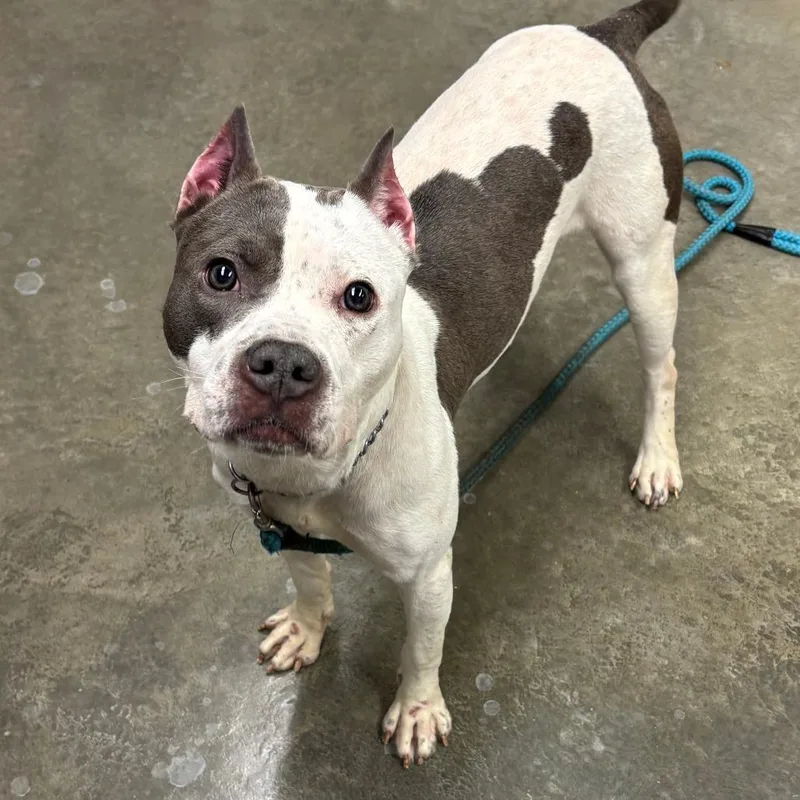An adult medium-sized female White / Cream Pit Bull Terrier dog named Lenore Dove for adoption in Ottawa, KS
