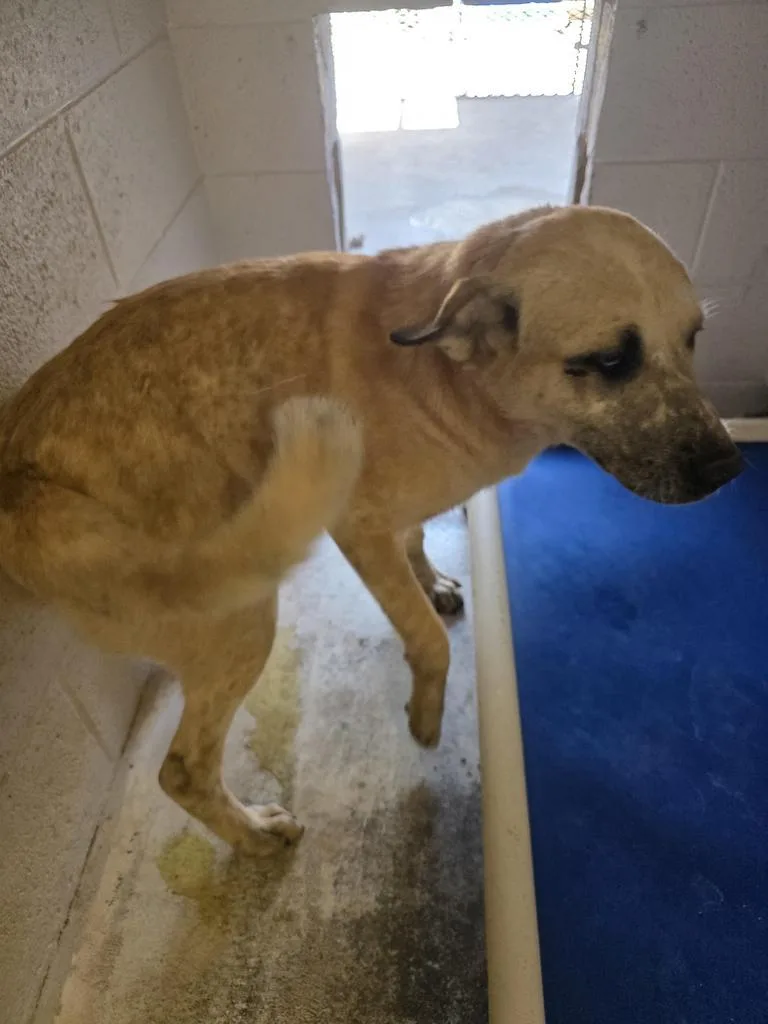 A baby large-sized female Great Pyrenees dog named Tammie Fae for adoption in Holbrook, AZ