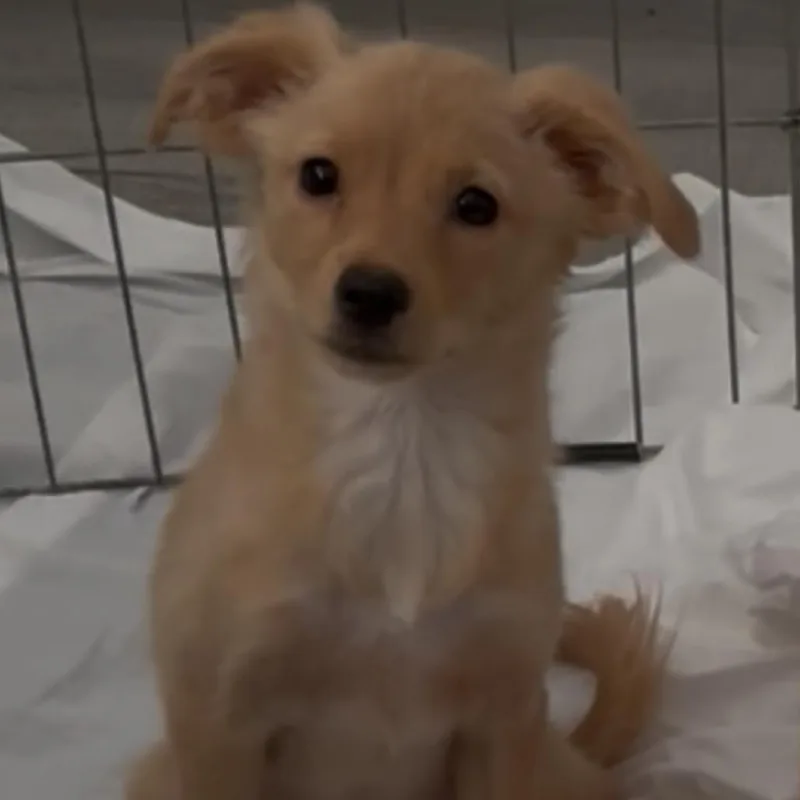 A baby small-sized female Yellow / Tan / Blond / Fawn Chihuahua dog named Velma for adoption in Las Vegas, NV