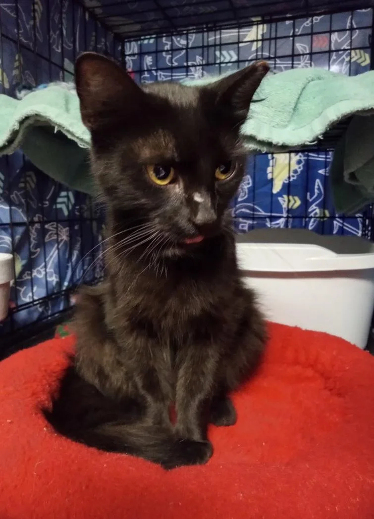 A baby medium-sized female Black Domestic Medium Hair cat named Bizzy for adoption in Lemoyne, PA