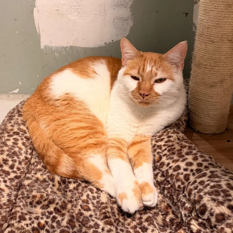 A senior large-sized male Orange / Red Domestic Short Hair cat named Hershey for adoption in Indianapolis, IN
