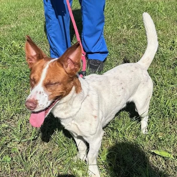 A young medium-sized male Red / Chestnut / Orange Basset Hound dog named Elvis for adoption in Allegan, MI