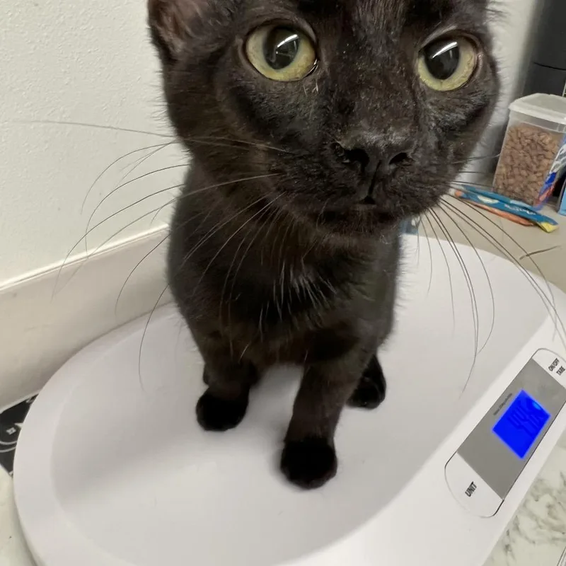 A baby small-sized female Gray / Blue / Silver Domestic Short Hair cat named Wide Rule Paper for adoption in St. Louis, MO