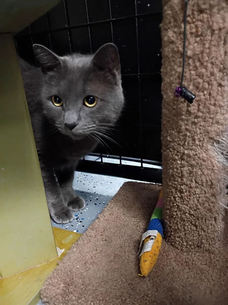 An adult medium-sized male Gray / Blue / Silver Russian Blue cat named Cubby for adoption in Holland, MI