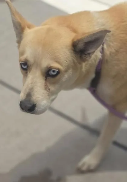 An adult medium-sized female White / Cream Shepherd dog named Ginger for adoption in El Paso, TX