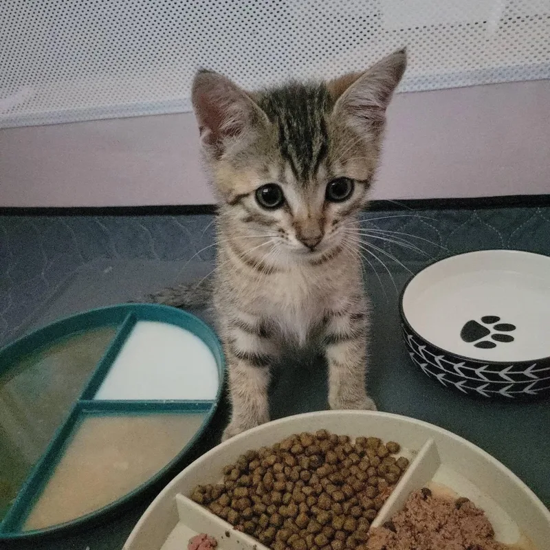 A baby medium-sized male Tabby (Brown / Chocolate) Domestic Short Hair cat named Frodo for adoption in Queen Creek, AZ