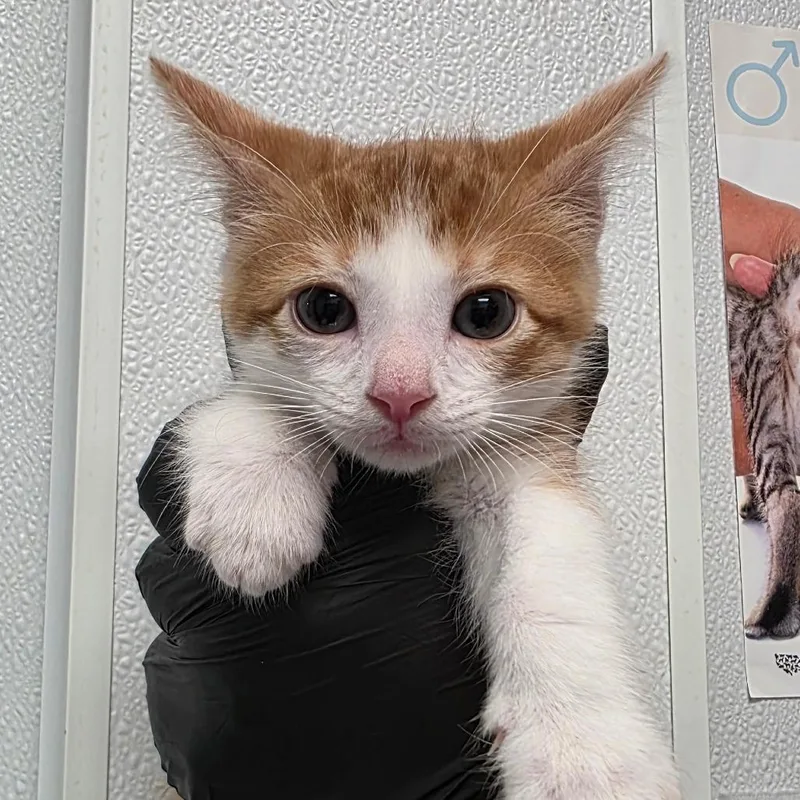 A baby small-sized male White Domestic Short Hair cat named Zeke for adoption in Abilene, TX