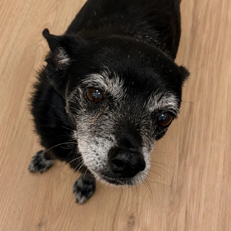 A senior small-sized male Black Chihuahua dog named Jack for adoption in Bradenton, FL