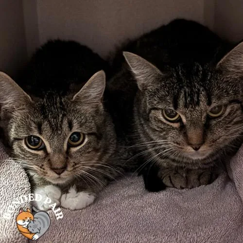 A young small-sized female Brown / Chocolate Domestic Short Hair cat named Baguette for adoption in Providence, RI