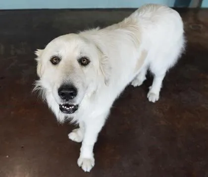 An adult large-sized male Great Pyrenees dog named Tiny for adoption in San Antonio, TX