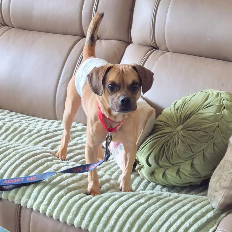An adult small-sized male Brown / Chocolate Pug dog named Pickles for adoption in Peculiar, MO