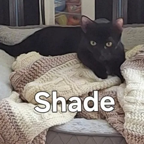 A young medium-sized female Black Domestic Short Hair cat named Shade for adoption in Gresham, WI