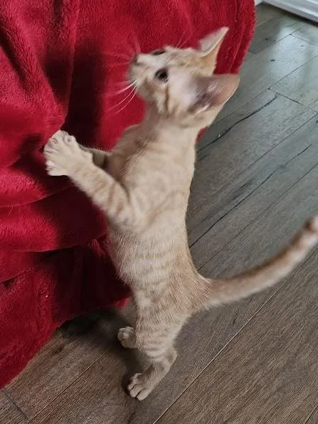 A baby medium-sized male Tabby (Orange / Red) Domestic Short Hair cat named Andy for adoption in Alexandria, LA
