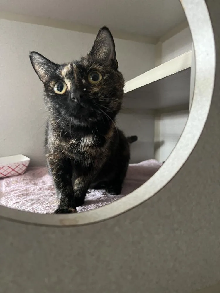 An adult large-sized female Domestic Short Hair cat named Lilith for adoption in Burlington, NC