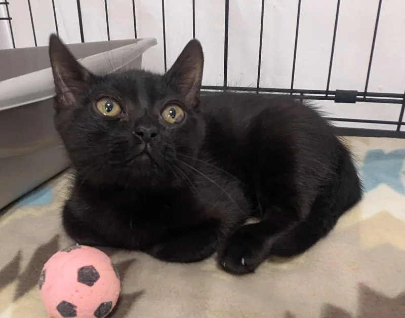 A baby small-sized male Black Domestic Short Hair cat named Marshmallow for adoption in Fullerton, CA