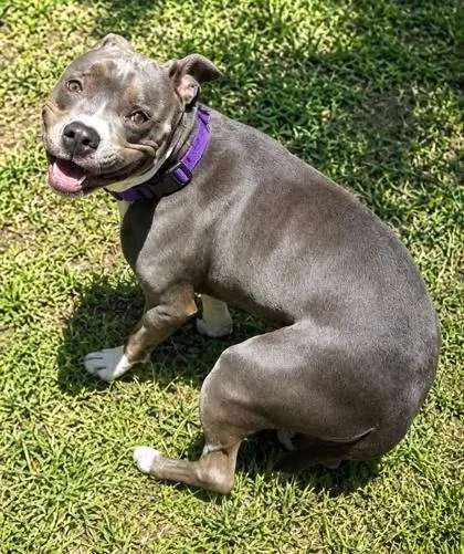 An adult large-sized female Mixed Breed dog named Shadow for adoption in Palm Coast, FL