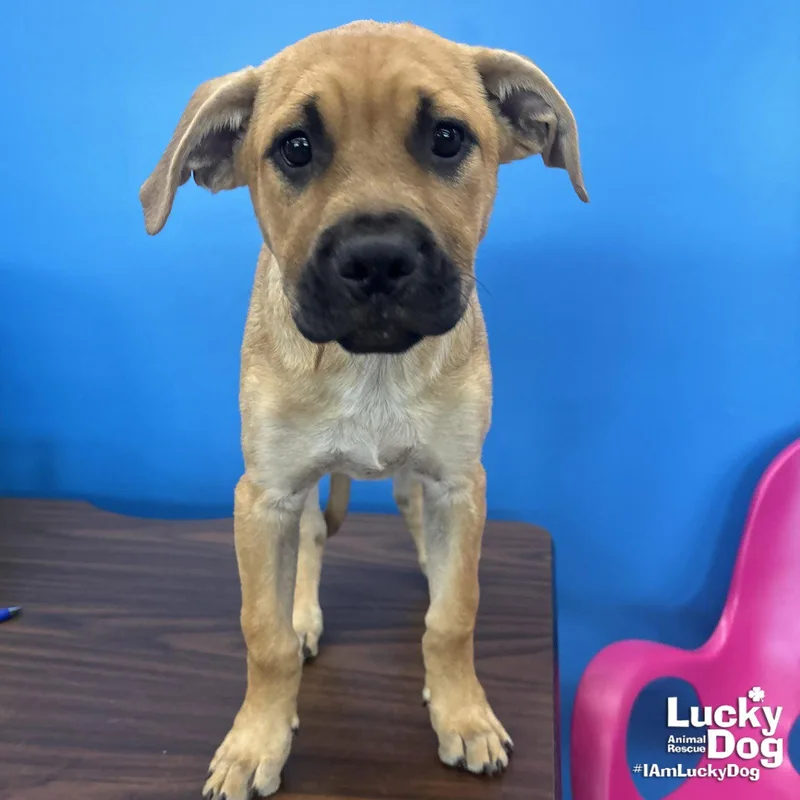 A baby large-sized male Labrador Retriever dog named Searcher for adoption in Washington, DC