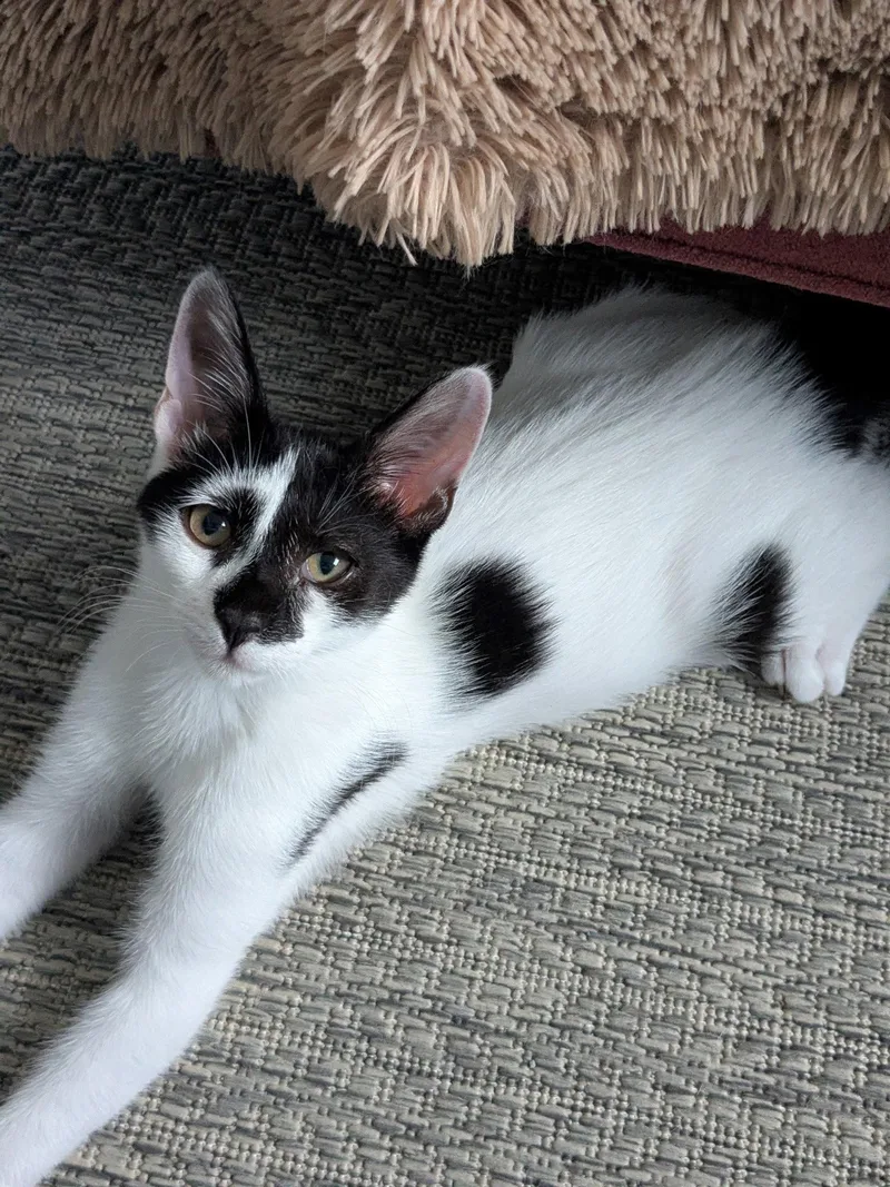 A baby medium-sized male Black & White / Tuxedo Domestic Short Hair cat named P Dot for adoption in Cary, NC
