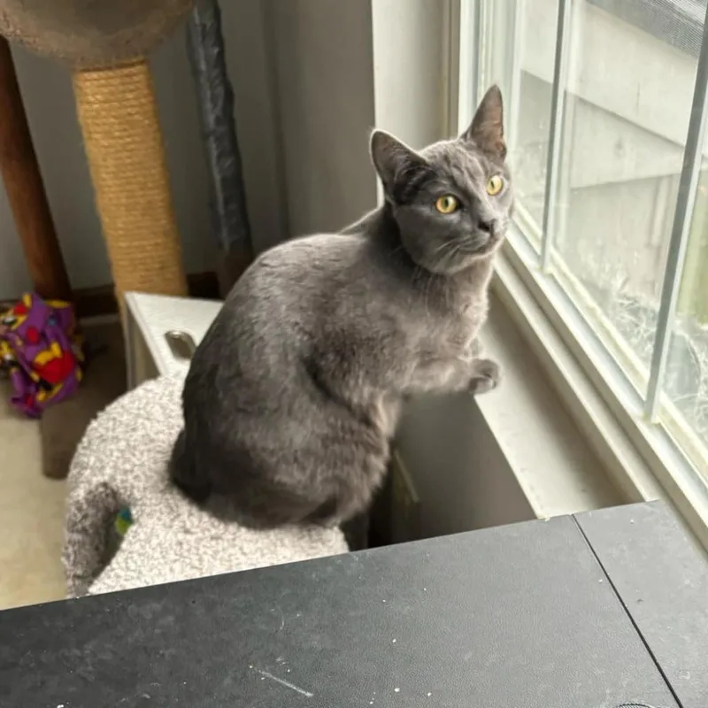 An adult small-sized male Domestic Short Hair cat named Milo for adoption in Plainfield, IL