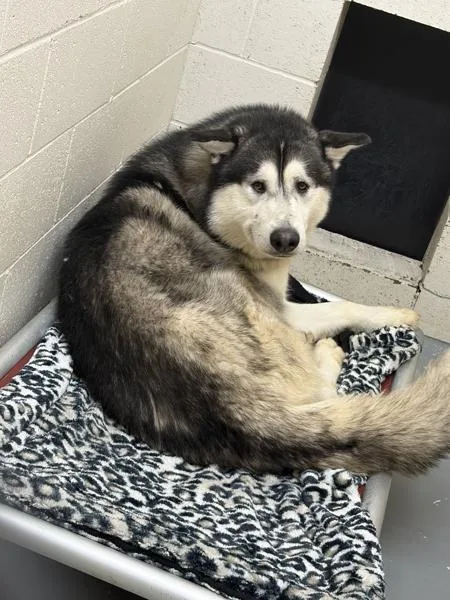 Tom Foolery thumbnail 2