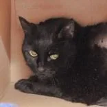 A senior medium-sized female Black Domestic Short Hair cat named Cubby for adoption in Hilliard, OH