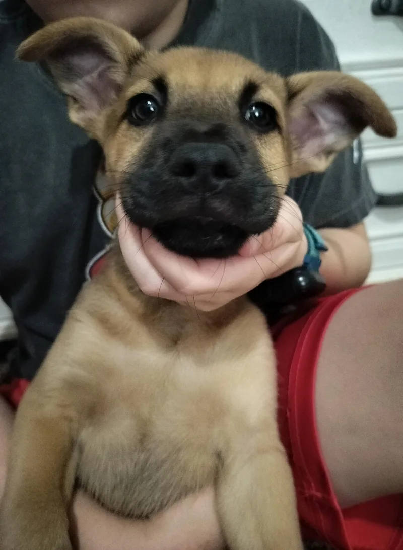 A baby medium-sized male Black Mouth Cur dog named Sam for adoption in Plano, TX