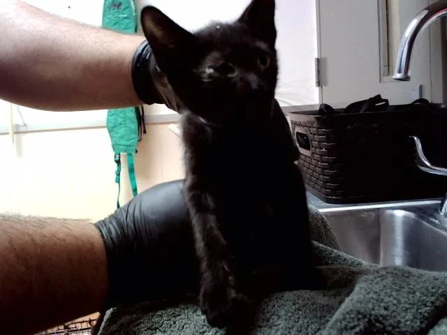 A baby small-sized male Domestic Short Hair cat named Joseph for adoption in Martinez, CA