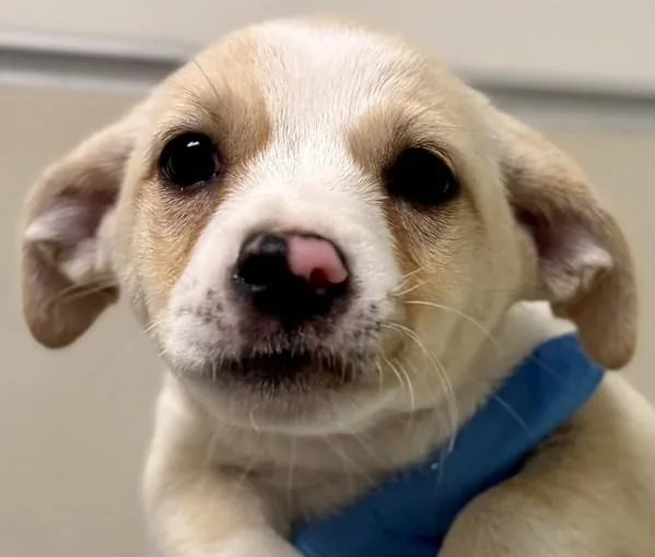 A baby small-sized female Terrier dog named Squirrel for adoption in Walnut Creek, CA
