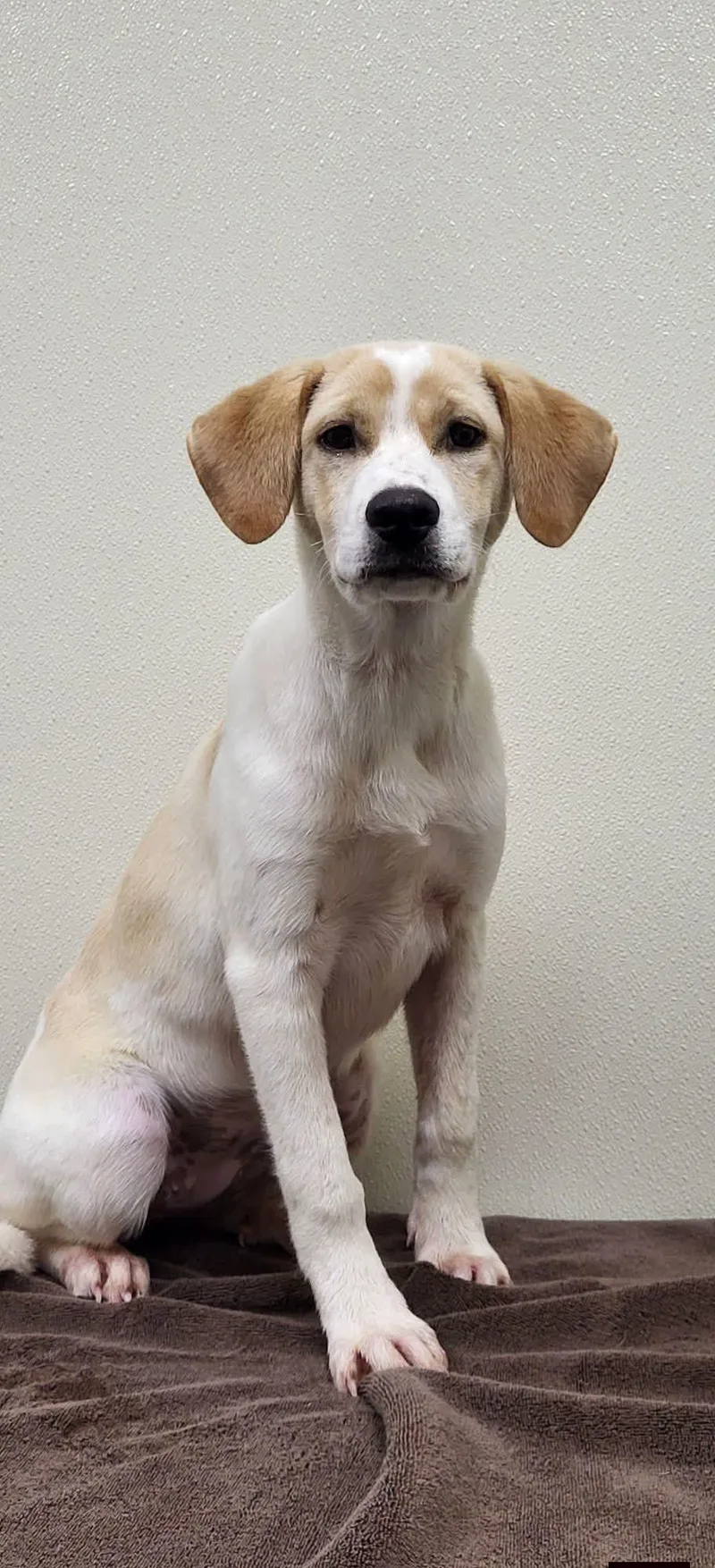 A young medium-sized female White / Cream Mixed Breed dog named Millie for adoption in Marion, MS
