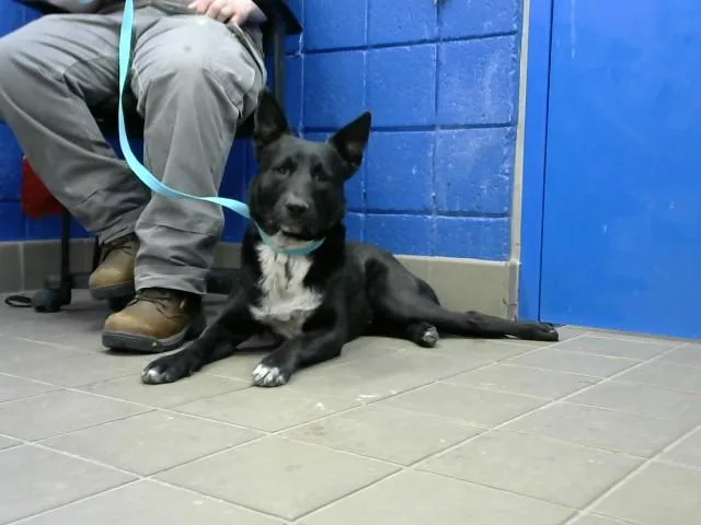 An adult medium-sized male German Shepherd Dog dog named Lucky for adoption in Albuquerque, NM
