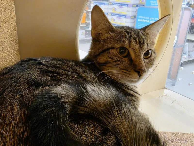An adult medium-sized female Tabby (Brown / Chocolate) Domestic Short Hair cat named Tabitha for adoption in Bossier City, LA