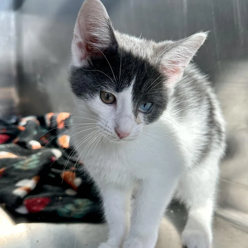 A baby small-sized female White Domestic Short Hair cat named Maude for adoption in Matteson, IL