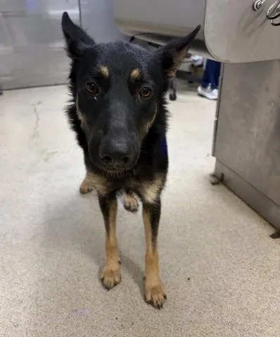 A young large-sized female German Shepherd Dog dog named Edna for adoption in Riverside, CA