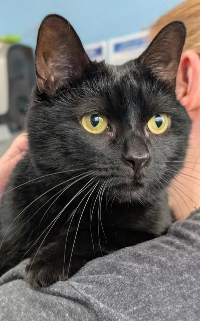 A young small-sized female Domestic Short Hair cat named Sylvia for adoption in Canfield, OH