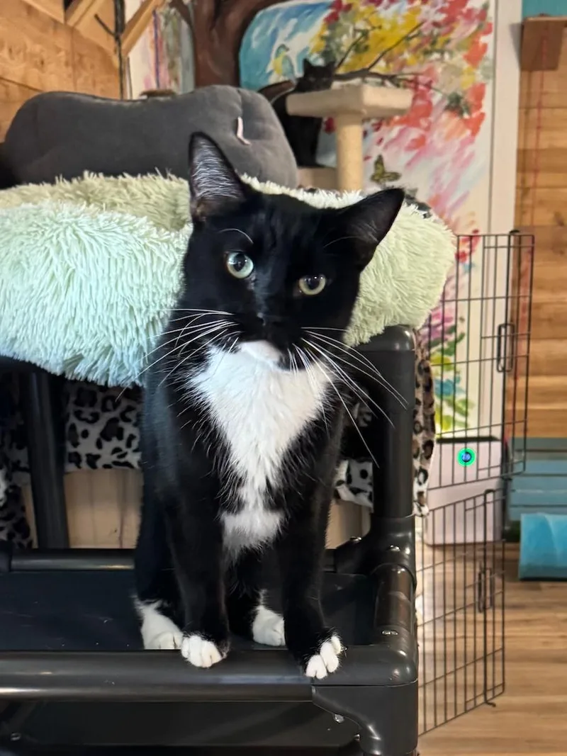 An adult small-sized male Black & White / Tuxedo Domestic Short Hair cat named Kit Kat for adoption in Temecula, CA