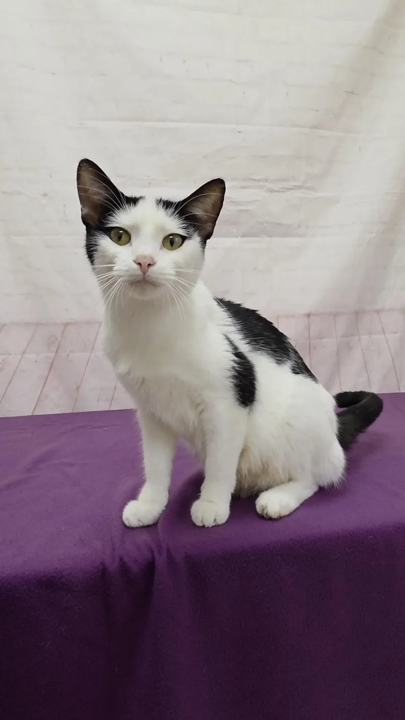 A young medium-sized female Black & White / Tuxedo Domestic Short Hair cat named Rumi for adoption in Red Wing, MN