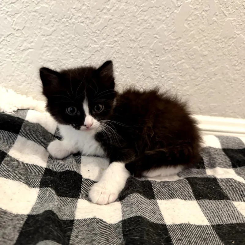 A baby small-sized female White Domestic Short Hair cat named Fox for adoption in San Antonio, TX