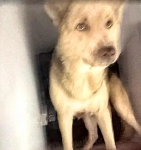 An adult large-sized male German Shepherd Dog dog named A for adoption in Houston, TX