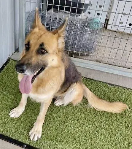 An adult large-sized female Tricolor (Brown, Black, & White) German Shepherd Dog dog named Missy for adoption in Greeneville , TN
