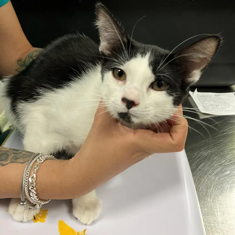 A young medium-sized female Black Domestic Short Hair cat named Tuxy for adoption in Las Cruces, NM