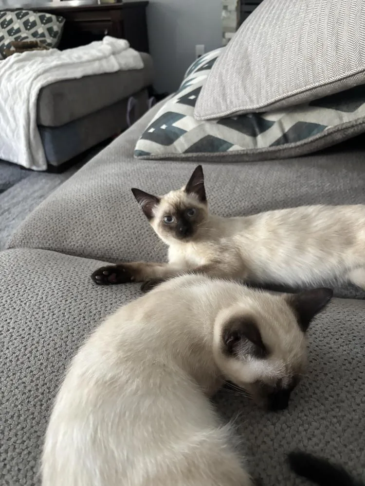 A baby small-sized female Siamese cat named Raven for adoption in Vancouver, WA