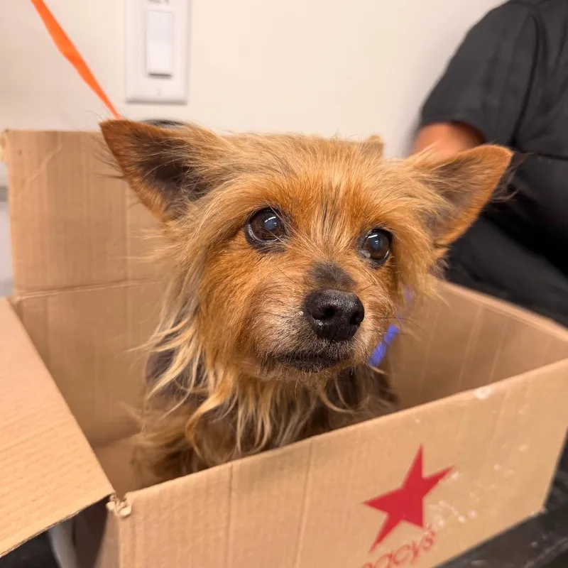 A senior small-sized female Brown / Chocolate Skye Terrier dog named Maddie for adoption in Tampa, FL