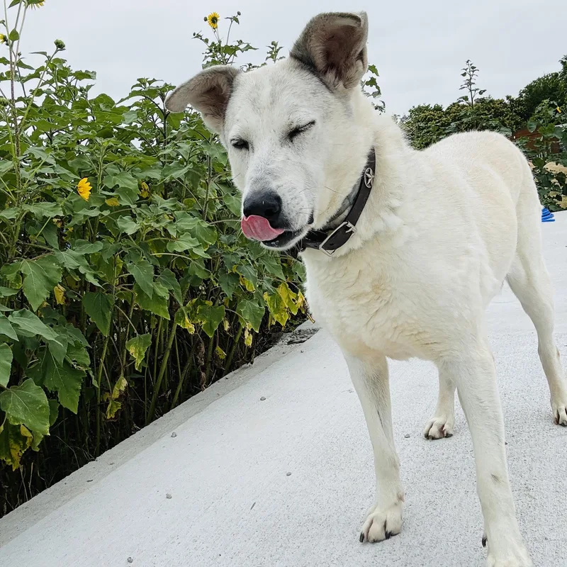An adult large-sized female White / Cream Shepherd dog named Gracie for adoption in Justin, TX
