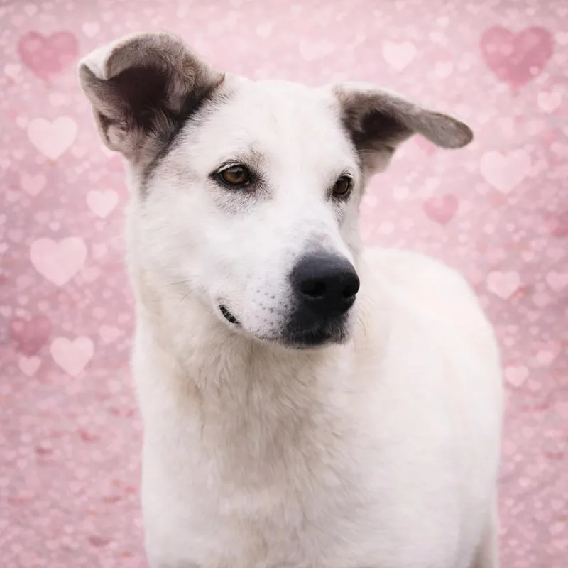 Gracie thumbnail 5