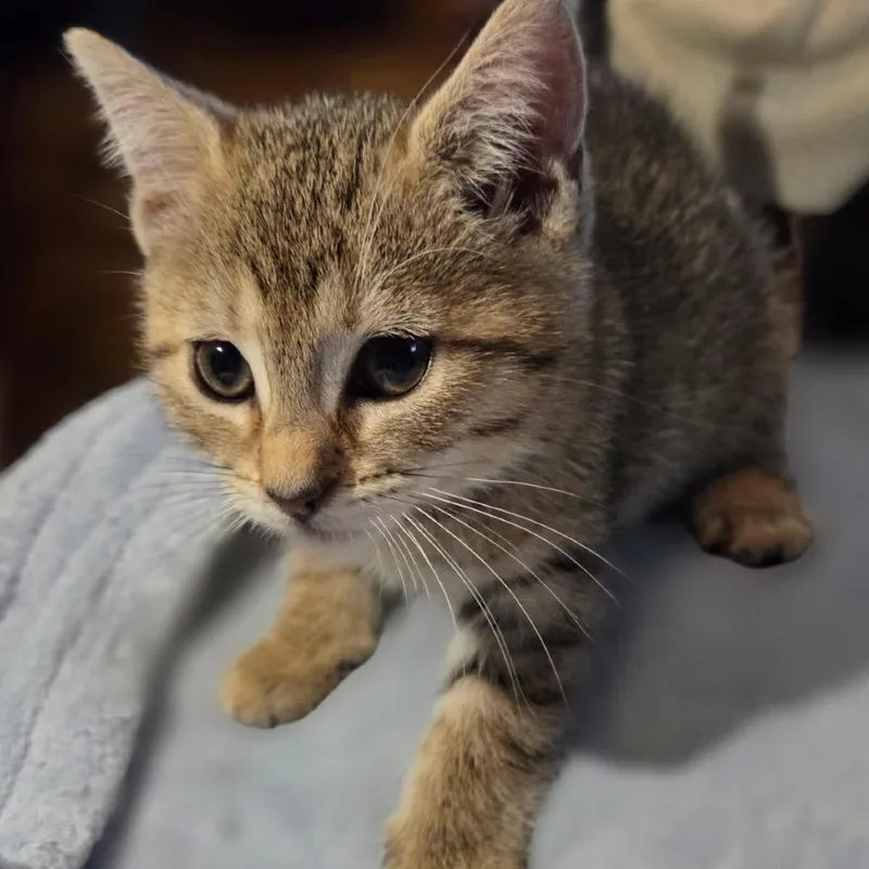 A baby small-sized female Gray / Blue / Silver Domestic Medium Hair cat named Bartholomeow for adoption in Wappingers Falls, NY